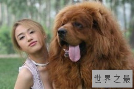 【图】令人震惊的藏獒吃客人事情的发生不得不引发人