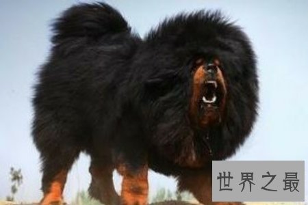 【图】令人震惊的藏獒吃客人事情的发生不得不引发人