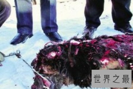 【图】令人震惊的藏獒吃客人事情的发生不得不引发人