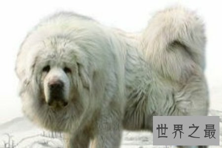 【图】令人震惊的藏獒吃客人事情的发生不得不引发人