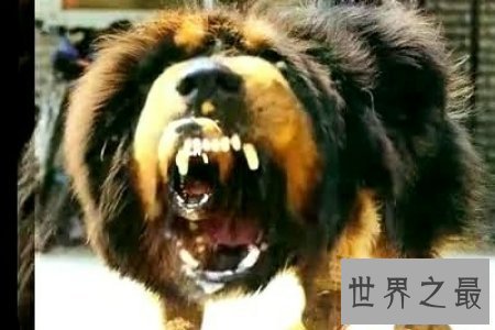 【图】令人震惊的藏獒吃客人事情的发生不得不引发人