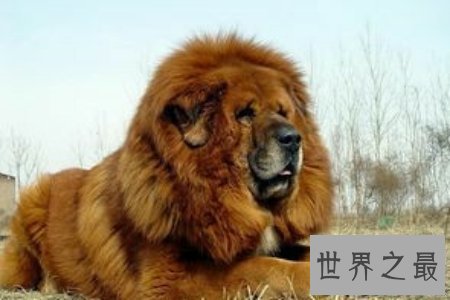 【图】令人震惊的藏獒吃客人事情的发生不得不引发人