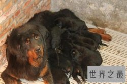 【图】令人震惊的藏獒吃主人事件的发生不得不引发人