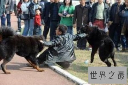 【图】令人震惊的藏獒吃客人事情的发生不得不引发人
