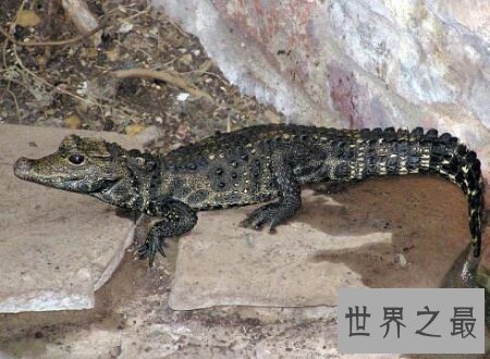 【图】世界上最小的鳄鱼非洲侏儒鳄你了解多少呢