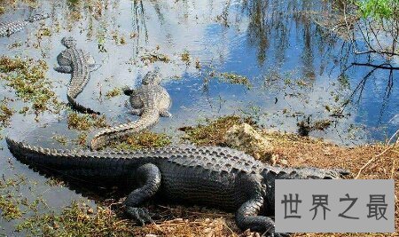 【图】世界上最小的鳄鱼非洲侏儒鳄你了解多少呢