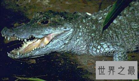 【图】世界上最小的鳄鱼非洲侏儒鳄你了解多少呢