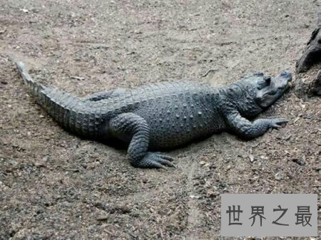 【图】世界上最小的鳄鱼非洲侏儒鳄你了解多少呢