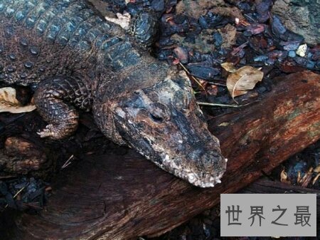 【图】世界上最小的鳄鱼非洲侏儒鳄你了解多少呢