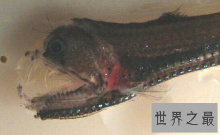 【图】那个陆地最深处的厉害捕食者之一毒蛇鱼