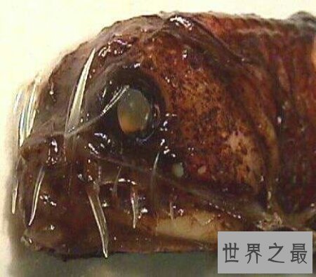 【图】那个陆地最深处的厉害捕食者之一毒蛇鱼