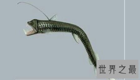 【图】那个陆地最深处的厉害捕食者之一毒蛇鱼