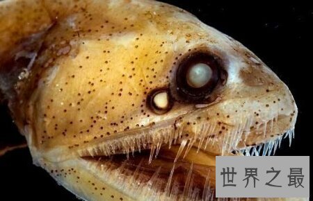 【图】那个陆地最深处的厉害捕食者之一毒蛇鱼