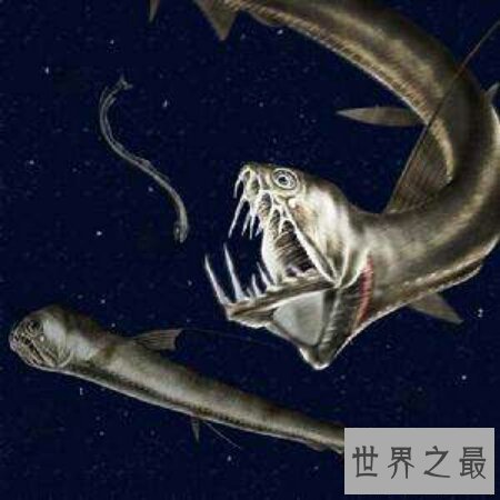 【图】那个陆地最深处的厉害捕食者之一毒蛇鱼