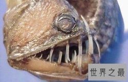 【图】那个海洋最深处的凶猛捕食者之一毒蛇鱼