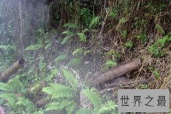 【图】缅甸的野人山是一座十分可怕的山 据说很少有人