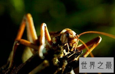 【图】人造界中乃至世界上最渺小的昆虫巨沙螽
