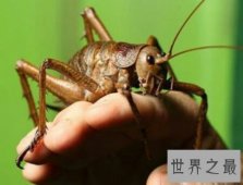 【图】自然界中乃至世界上最巨大的昆虫巨沙螽