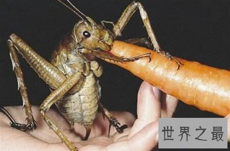 【图】人造界中乃至世界上最渺小的昆虫巨沙螽