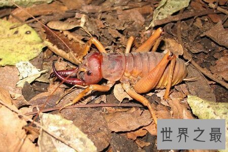 【图】人造界中乃至世界上最渺小的昆虫巨沙螽