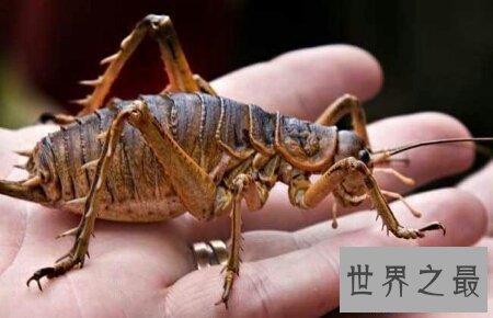 【图】人造界中乃至世界上最渺小的昆虫巨沙螽