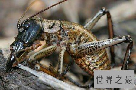 【图】人造界中乃至世界上最渺小的昆虫巨沙螽