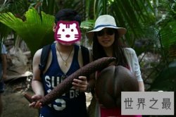 【图】世界上三大珍稀植物之一 同时可以吃可以酿酒的