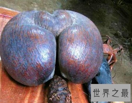 【图】世界上三大珍稀植物之一 同时可能吃可能酿酒的