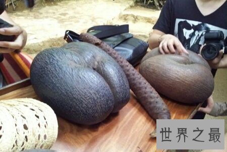 【图】世界上三大珍稀植物之一 同时可能吃可能酿酒的