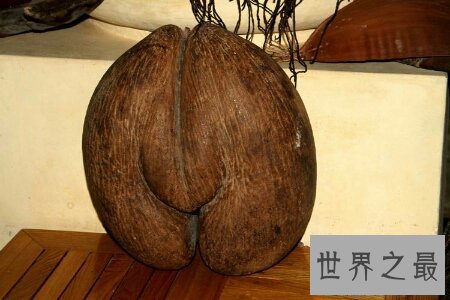 【图】世界上三大珍稀植物之一 同时可能吃可能酿酒的