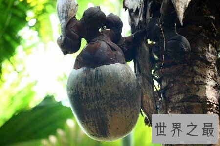 【图】世界上三大珍稀植物之一 同时可能吃可能酿酒的
