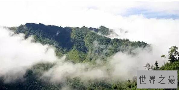 【图】盗墓笔记秦岭神树 秦岭神树居然是一个针对吴邪