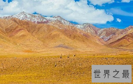 【图】由著名的电影导演宁浩拍摄的无人区为什么被禁