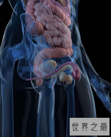 【图】男性生殖那些你不能不懂得瘦弱常识秘密