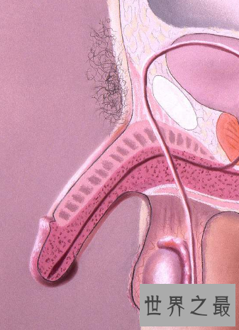 【图】男性生殖那些你不能不懂得瘦弱常识秘密
