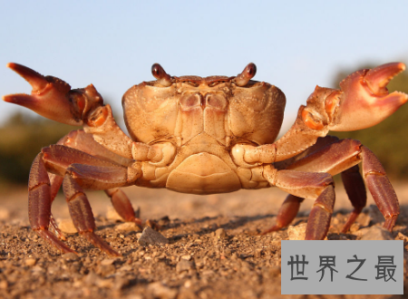 【图】第一个吃螃蟹的人这位好汉到底心里怎样想的