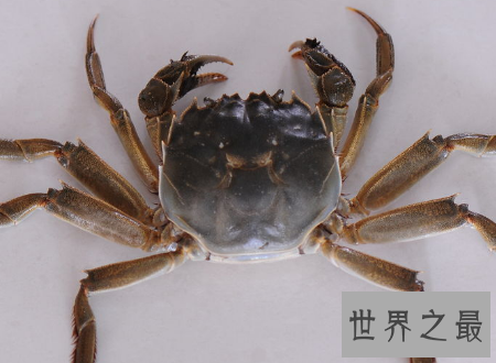 【图】第一个吃螃蟹的人这位好汉到底心里怎样想的