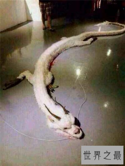 【图】走蛟切实存在吗 曾在四川有老人遇到它