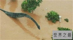 【图】走蛟真实存在吗 曾在四川有老人遇到它