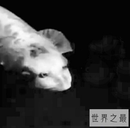 【图】由鲤鱼与鳜鱼杂交的后代 脸孔长的像人的人面鱼