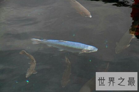 【图】由鲤鱼与鳜鱼杂交的后代 脸孔长的像人的人面鱼