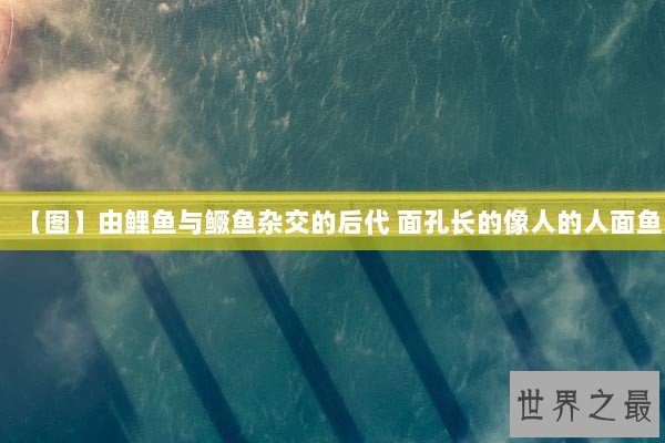 【图】由鲤鱼与鳜鱼杂交的后代 面孔长的像人的人面鱼 【图】由鲤鱼与鳜鱼杂交的后代 面孔长的像人的人面鱼