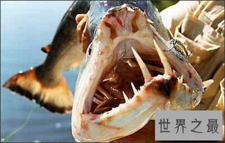 【图】由鲤鱼与鳜鱼杂交的后代 脸孔长的像人的人面鱼