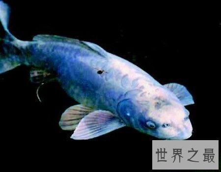 【图】由鲤鱼与鳜鱼杂交的后代 脸孔长的像人的人面鱼