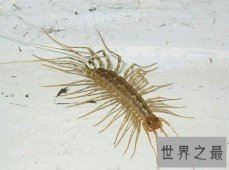 【图】特别像一个鞋子的名字的一种昆虫草鞋底子