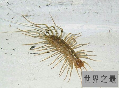 【图】顺便像一个鞋子的名字的一种昆虫草鞋底子