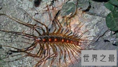 【图】顺便像一个鞋子的名字的一种昆虫草鞋底子