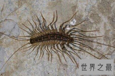 【图】顺便像一个鞋子的名字的一种昆虫草鞋底子