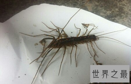 【图】顺便像一个鞋子的名字的一种昆虫草鞋底子