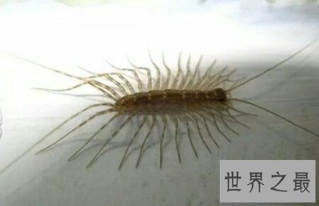 【图】顺便像一个鞋子的名字的一种昆虫草鞋底子